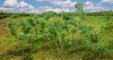 Faller Arbres / Arbustes Lisier